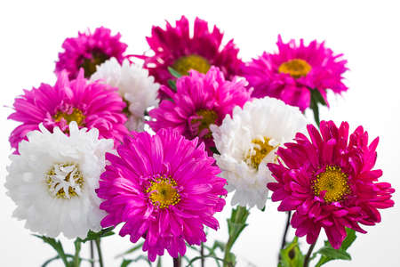 Bouquet of pink and white asters on white backroundの写真素材