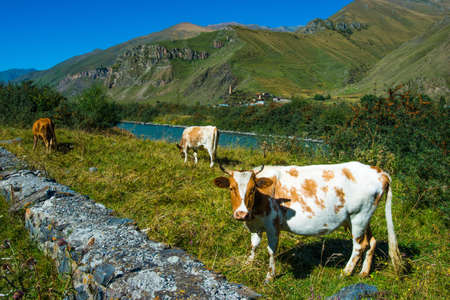 Three cows in caucasus Mountains near Kazbek, Georgiaの写真素材