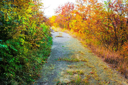 Road between summer and autumnの写真素材