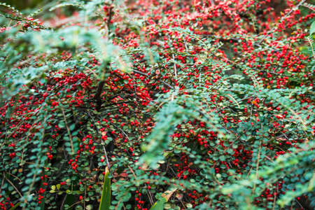 Bush with red tiny berries Cotoneaster horizontalis