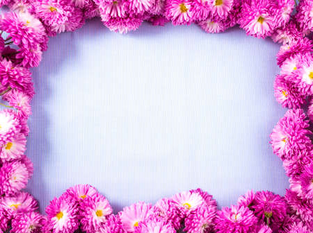Frame of pink chrysanths on blue backgroundの写真素材