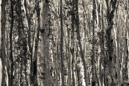 Black and white trees in forest
