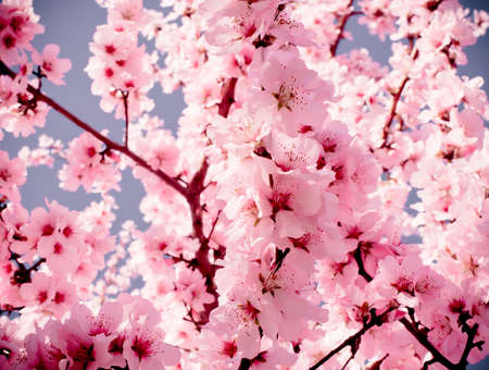 Fruit tree blossoms on a spring day. Pastel tonesの写真素材