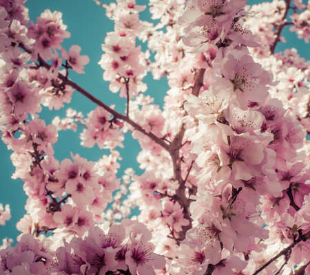 Fruit tree blossoms on a spring day. Pastel tonesの写真素材