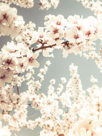Fruit tree blossoms on a spring day. Pastel tonesの写真素材
