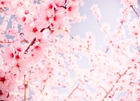 Fruit tree blossoms on a spring day. Pastel tonesの写真素材