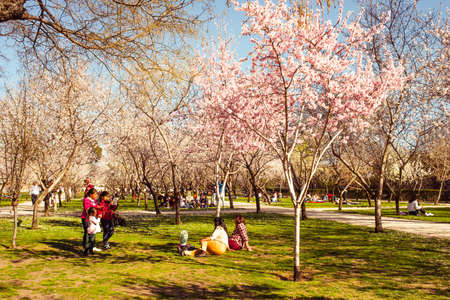 MADRID, SPAIN - MARCH 12: People enjoy spring day near blooming fruit trees in Buen Retiro park in...