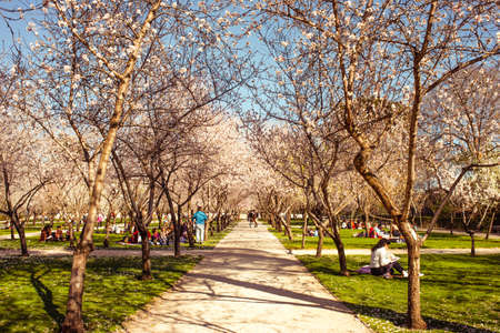 MADRID, SPAIN - MARCH 12: People enjoy spring day near blooming fruit trees in Buen Retiro park in March 12, 2014 in Madrid, Spain. Buen Retiro park occupies 1.4 km2 an is the largest park in Madrid.のeditorial素材