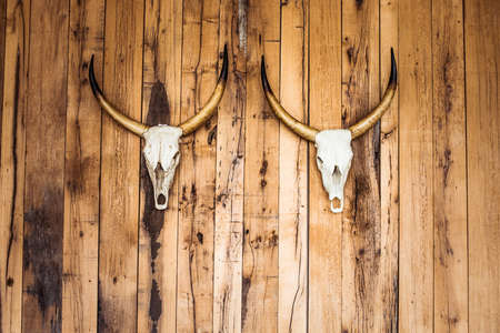 Two deer skulls on wooden wallの写真素材