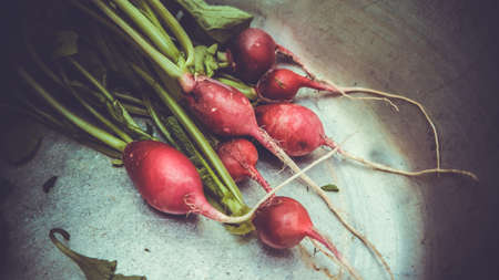 Fresh red radishes in metal bowl. Toned picture