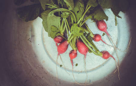 Fresh red radishes in metal bowl. Toned picture