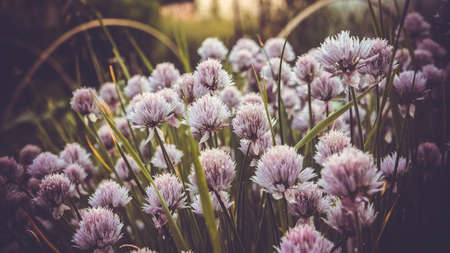 Macro picture of wild garlic flowerの写真素材