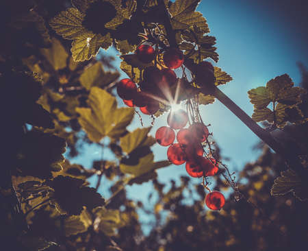 Sun shines through redcurrant berry and leaves. Toned pictureの写真素材