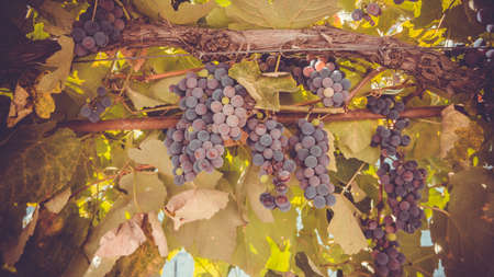 Red grapes on the vine in autumn during harvest season. Toned pictureの写真素材