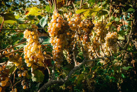White grapes on the vine in autumn during harvest season. Toned pictureの写真素材