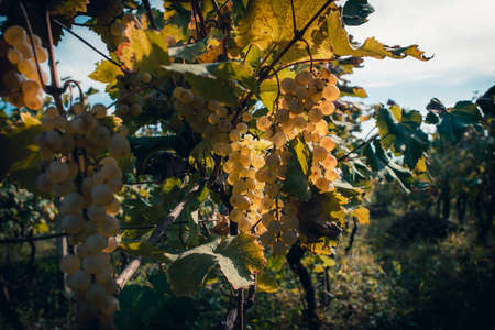 White grapes on the vine in autumn during harvest season. Toned pictureの写真素材