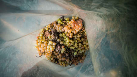 Harvested grapes in a plastic bag. Toned picture