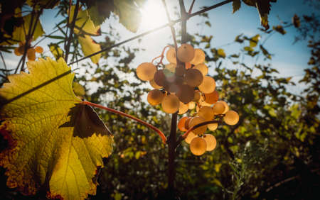 White grapes on the vine in autumn during harvest season. Toned pictureの写真素材