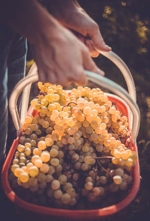 White wine grapes in basket after the harvest at the vineyard. Toned pictureの写真素材