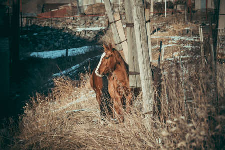 Horse in small village in winter. Toned pictureの写真素材