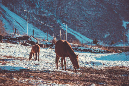 Two horses in small village in winter. Toned pictureの写真素材