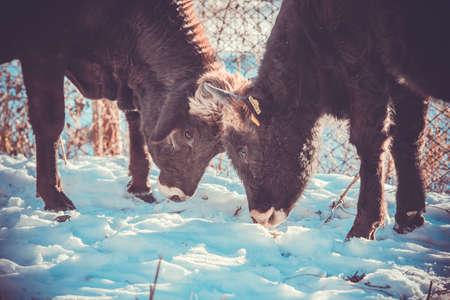 Two calves butting in winter. Toned pictureの写真素材