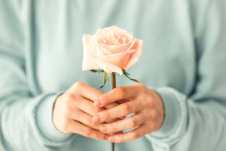 Hands holding one beautiful pink rose. Toned pictureの写真素材
