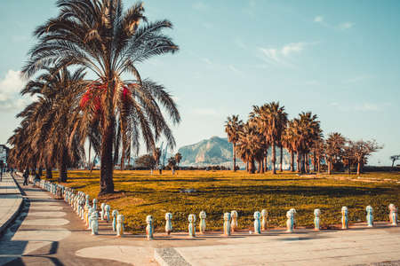 Palm trees in park near the sea in Palermo, Sicily island, Italyの写真素材