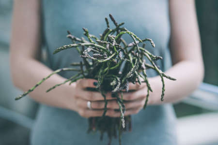 Hands holding a bunch of fresh asparagus. Selected focus. Toned pictureの写真素材