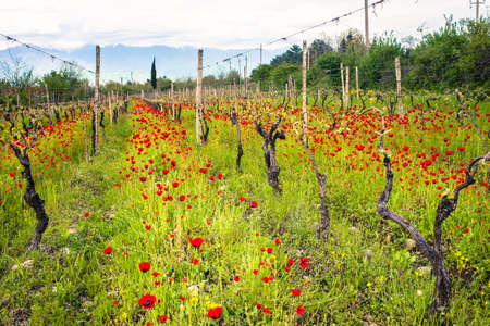 Bright red poppies in a vineyard in Kakheti region, Georgia, Caucasus. Selective focusの写真素材