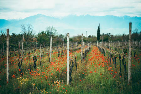 Bright red poppies in a vineyard in Kakheti region, Georgia, Caucasus. Toned picture. Selective focusの写真素材