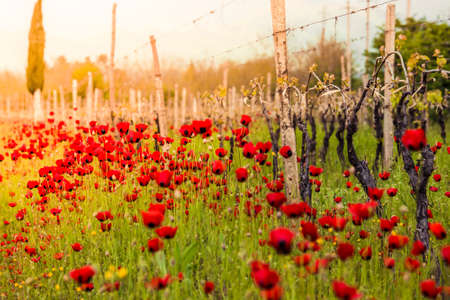 Bright red poppies in a vineyard in Kakheti region, Georgia, Caucasus. Selective focusの写真素材