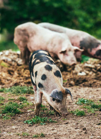 Three little pigs on farm yardの写真素材