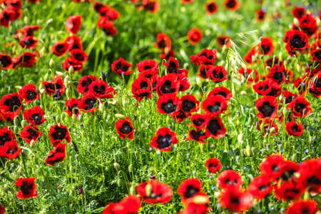 Field of wild poppy flowersの写真素材