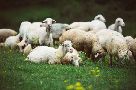 Herd of sheeps and goats in mountains on Georgia, Caucasus. Toned pictureの写真素材