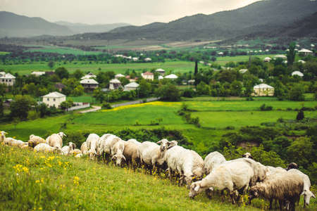 Herd of sheeps in mountains on Georgia, Caucasus