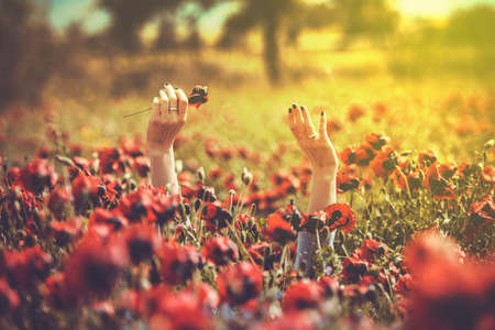 Girl's hands in poppy flowers. Toned imageの写真素材