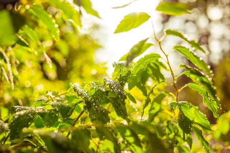 Green leaves with drops after summer rain. Selective focus and shallow DOFの写真素材
