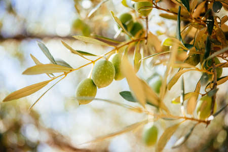 Harvesting olives in Sicily village, Italyの写真素材
