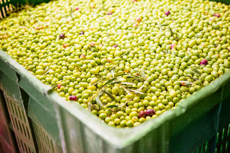 Box of olives at a cold-press factory after the olive harvesting in one of the sicilian villages.の写真素材