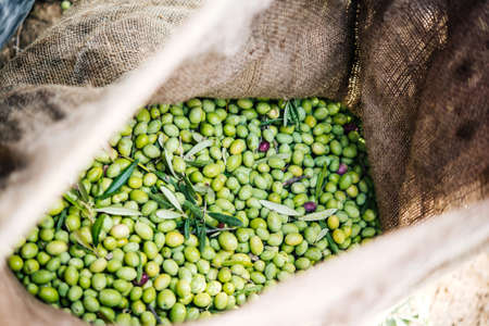 Harvesting olives in Sicily village, Italyの写真素材