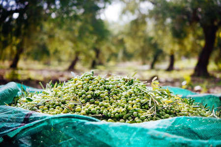 Harvesting olives in Sicily village, Italyの写真素材