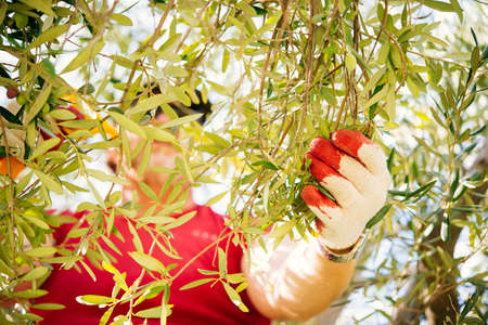 Harvesting olives in Sicily village, Italyの写真素材