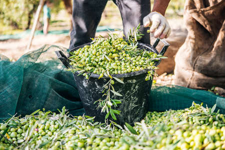 Harvesting olives in Sicily village, Italyの写真素材