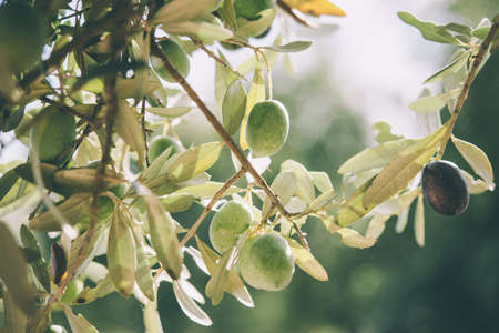Harvesting olives in Sicily village, Italy. Toned imageの写真素材