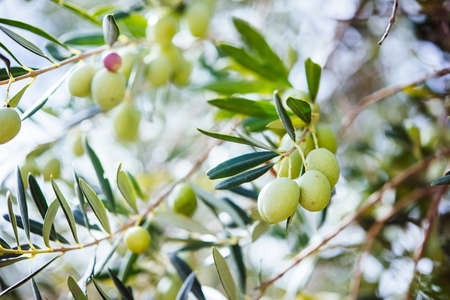 Harvesting olives in Sicily village, Italyの写真素材