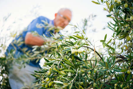 Harvesting olives in Sicily village, Italyの写真素材