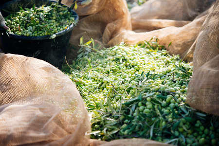 Harvesting olives in Sicily village, Italyの写真素材