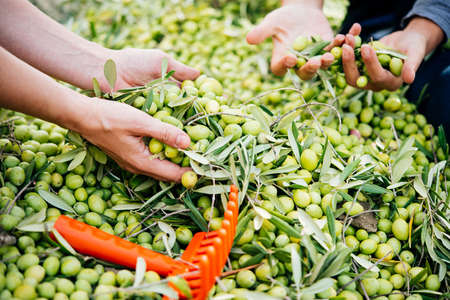 Harvesting olives in Sicily village, Italyの写真素材