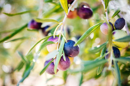 Harvesting olives in Sicily village, Italyの写真素材